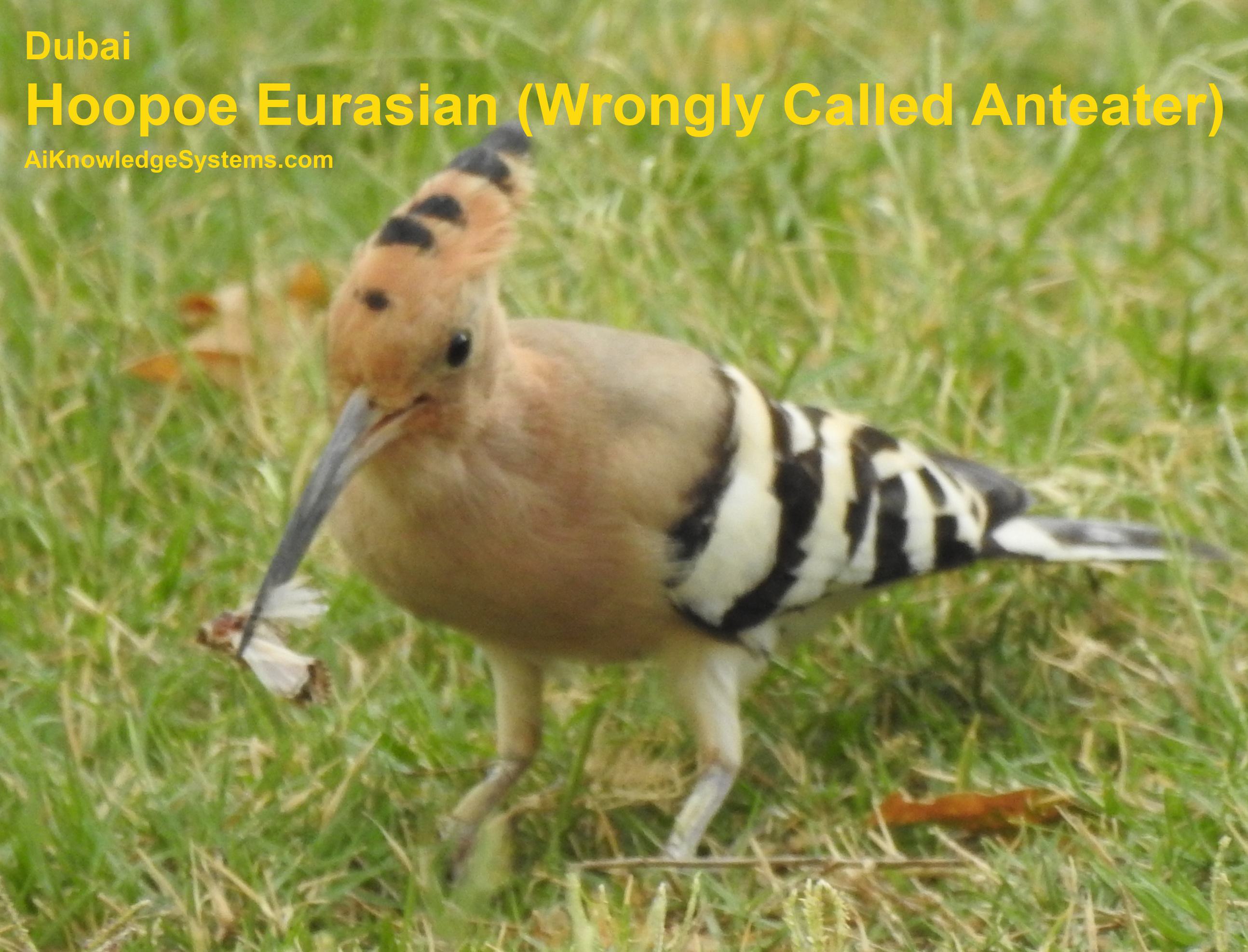 Hoopoe Eurasian (60) Coming Soon